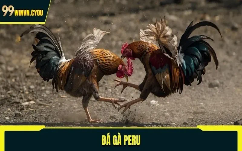 Gà Peru dũng mãnh kiên cường