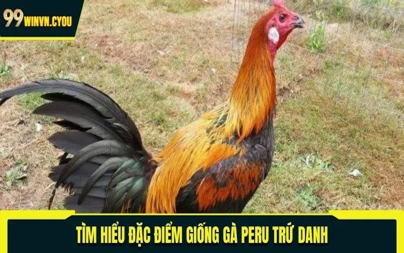 Tìm hiểu đặc điểm giống gà Peru trứ danh