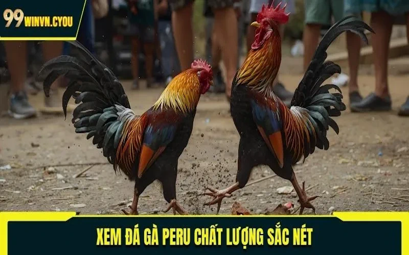 Xem đá gà Peru chất lượng sắc nét